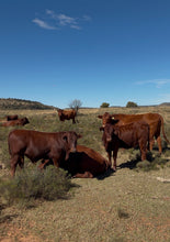 Load image into Gallery viewer, GPS Livestock Tracker Ear Tag
